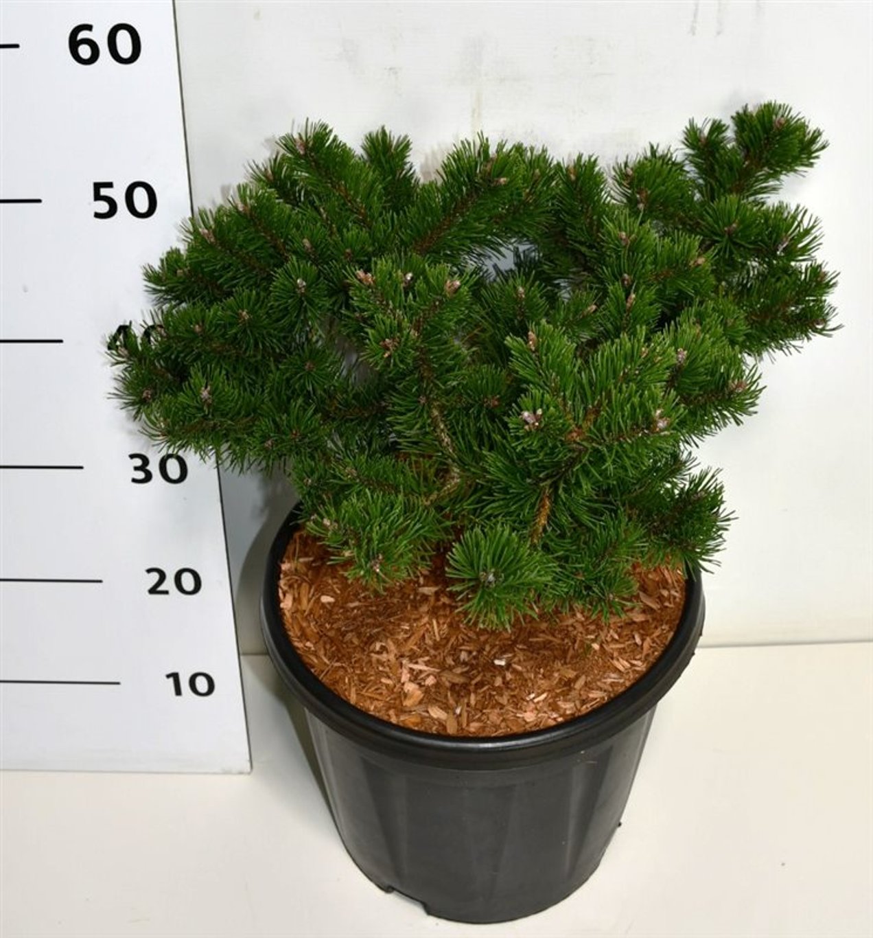 Pinus mugo 'Klosters Grun' - C12 35-40 CM